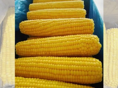 速冻玉米棒批发 冷冻玉米棒 玉米段 速冻蔬菜 冻菜 速冻甜玉米图2