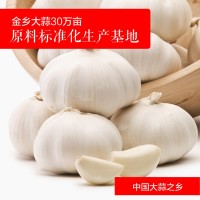 厂家批发金乡大蒜新鲜农产品 优选紫皮大蒜头新鲜蔬菜