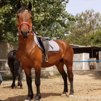 马匹养殖出售 骑乘马价格 一匹婚庆用马多少钱是什么品种马