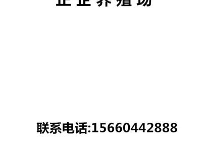 马匹养殖出售 骑乘马价格 一匹婚庆用马多少钱是什么品种马图5