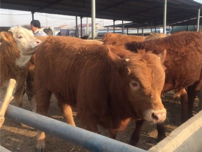嘉诚大型养殖场鲁西黄牛肉牛犊 西门塔小牛犊教技术价议价图1