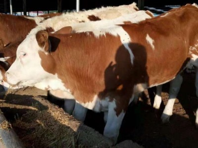 牛羊养殖批发 肉牛犊 育肥肉牛犊 成品牛 西门塔尔牛图1