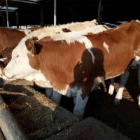 牛羊养殖批发 肉牛犊 育肥肉牛犊 成品牛 西门塔尔牛