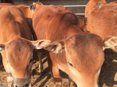 一岁左右的小牛犊现在价出售 新鲜牛肉 无瘦肉精 牛犊图1