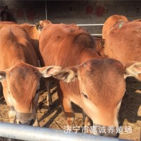 一岁左右的小牛犊现在价出售 新鲜牛肉 无瘦肉精 牛犊