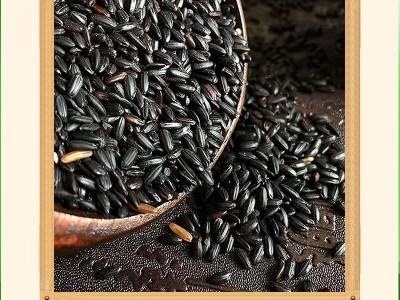 大量批发紫米紫糯米500g新米散装产黑糯粥血糯五谷杂粮一件代发图3