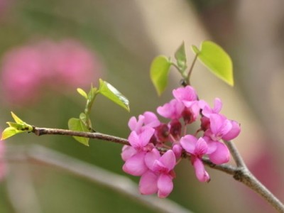 低价格销售紫薇苗 观赏绿化紫薇苗 速生紫薇苗 成活率高紫薇图1