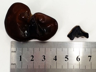 腾盛 1.2黑木耳 散装 肉厚无根 东北特产木耳 山珍南北干货图2