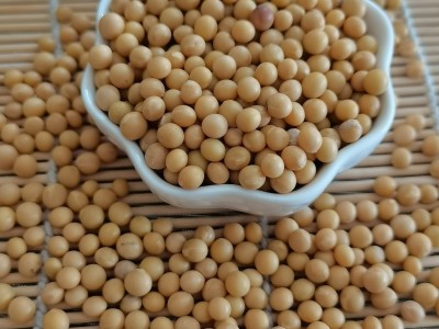 芽豆 菜豆东北小粒金黄豆691小金豆690小金豆装发豆芽专用图1