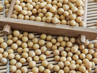 芽豆 菜豆东北小粒金黄豆691小金豆690小金豆装发豆芽专用图3