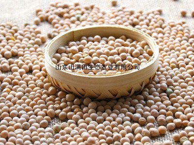【豌豆】厂家批发豌豆白豌豆黄豌豆五谷杂粮量大从优50公斤黄豌豆图5