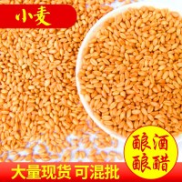 大量供应 小麦 黑龙江带壳小麦硬质小麦种小麦