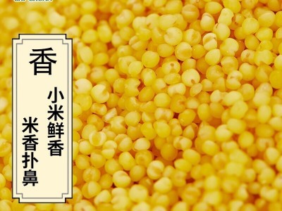 赤川 新米黄小米5斤装赤峰敖汉黄小米5斤内蒙古赤峰小米粥辅食图4