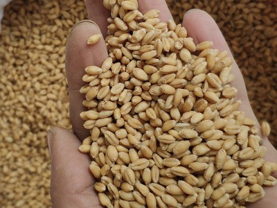 供应五谷杂粮小麦批发 小麦仁当季新粮麦 仁现磨豆浆磨粉小麦批发图4