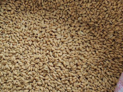 供应五谷杂粮小麦批发 小麦仁当季新粮麦 仁现磨豆浆磨粉小麦批发图2