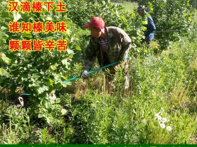 百世榛情榛子仁熟原味东北特产大榛子生坚果烘焙新品厂家批发图4