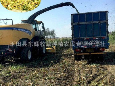 微贮 青贮饲料干玉米秸秆全株青储 青贮料自产自销牛羊鹿养殖草料图3
