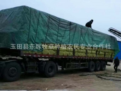 微贮 青贮饲料干玉米秸秆全株青储 青贮料自产自销牛羊鹿养殖草料图4