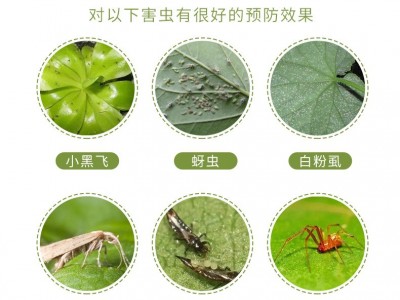 厂家批发园艺防虫片糖化硼肥片花卉绿植驱虫片防害虫防烂根小黑粉图3