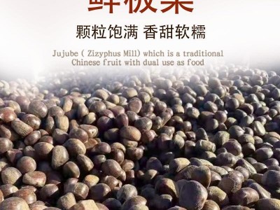 迁西板栗 计彬板栗 批发 河北313板栗生新鲜油栗糖炒3113栗子产地图1
