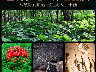 林下参干货东北人参长白山野山参野生晒籽老山叁泡酒礼盒现货代发图3
