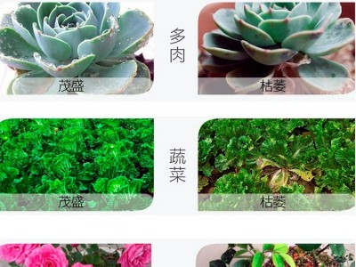 花诺家用鸡粪发酵花卉肥蔬果有机肥料纯生物肥农家肥鸡屎鸡粪肥料图5