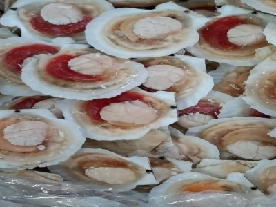 东港特产超大冷冻半壳贝冷冻半壳夏威夷贝 蒜蓉粉丝贝半壳夏贻贝图5