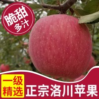 产地直发陕西延安洛川红富士苹果5斤/10斤脆甜新鲜水果一件代发