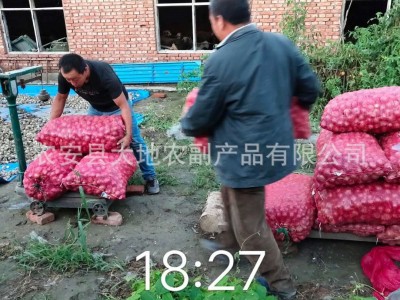 一件代发 供应红葱头图2