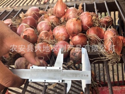 出售东北毛葱珠葱图2