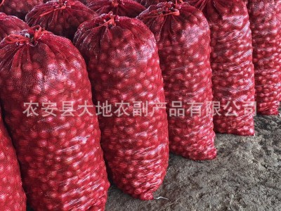 出售东北毛葱珠葱图5