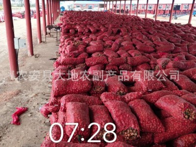 出售毛葱图3