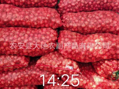 供应毛葱珠葱鬼子葱红葱头小洋葱图2
