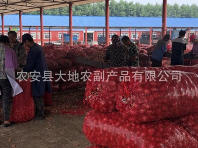 供应毛葱珠葱鬼子葱红葱头小洋葱图3