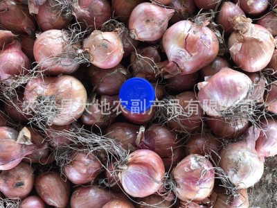 供应毛葱珠葱鬼子葱红葱头小洋葱图5