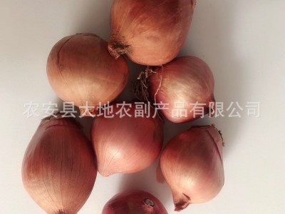 供应毛葱珠葱鬼子葱红葱头小洋葱图4