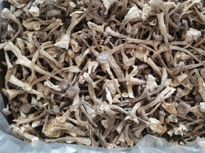 鹿茸菇鹿茸菌干货500g土特产农副产品食用菌酒店食材批发产地直供图3