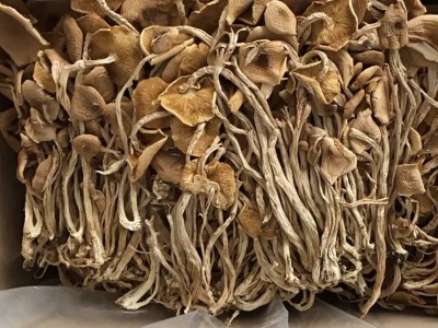 福建干茶树菇批发茶树菇茶树菇干货散装原产地直销批发 500g图5