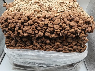 福建干茶树菇批发茶树菇茶树菇干货散装原产地直销批发 500g图4