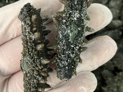 大连大火拉缸盐半干原料批发可做国标干货即食海参图1