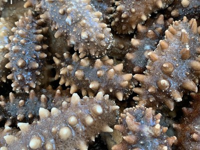 源头工厂即食海参 大连即食海参 500g 生鲜即食海参批发 4-30头图3