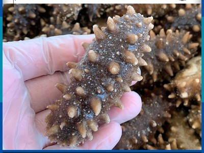 源头工厂即食海参 大连即食海参 500g 生鲜即食海参批发 4-30头图1