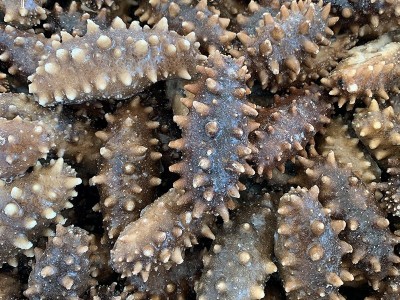 源头工厂即食海参 大连即食海参 500g 生鲜即食海参批发 4-30头图4