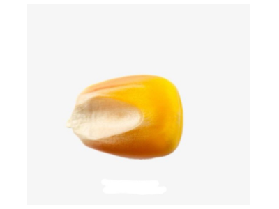 自然水风干玉米粒，鸡鸭鹅专用玉米图5