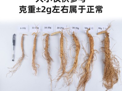 长白山鲜人参吉林带土鲜参东北特产人参煲汤泡酒500g顺丰包邮代发图1