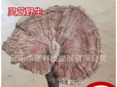 云南特产野灵芝干货2021新深山采摘朵型完整产地一手货源批发全国图1
