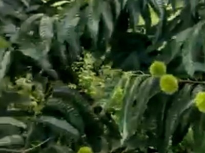 丹东板栗大量批发板栗带壳新鲜板栗毛球板栗生板栗毛球可出口图4