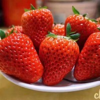 丹东99草莓 批发新鲜现摘现发新品草莓3斤包邮中果草莓牛奶99草莓