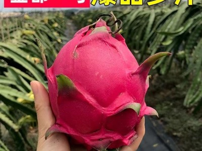 金都一号新鲜水果批发当季整箱5斤非越南广西农产品红心火龙果图5