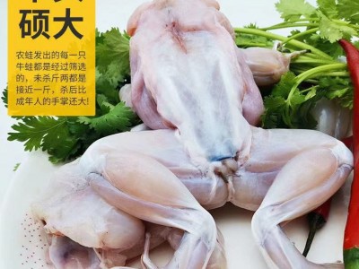 牛蛙鲜活新鲜特大田鸡青蛙肉半成品牛蛙腿蛙肉冷冻串商用批发图2
